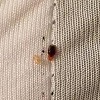 Bed Bug Treatment