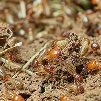 Termite Control