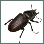 beetle