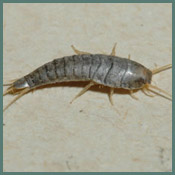 Silverfish